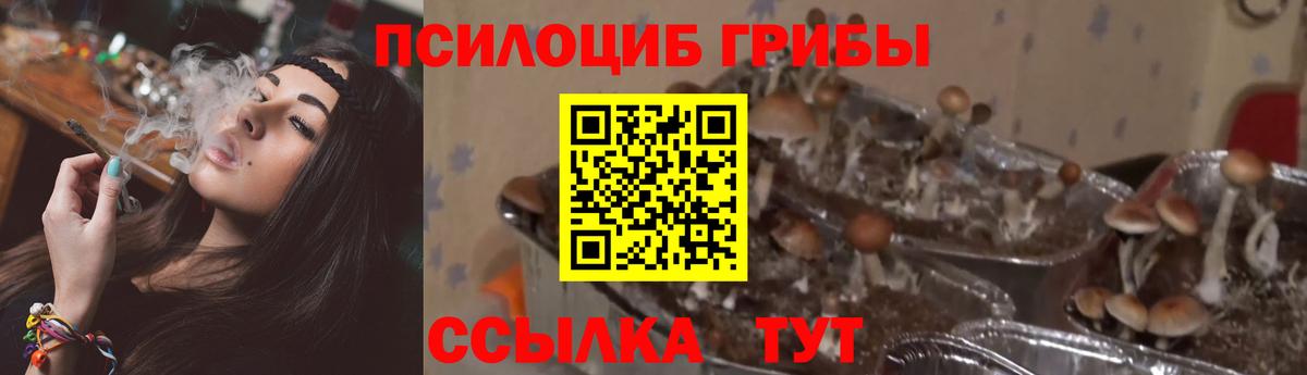 Псилоцибиновые грибы Psilocybine cubensis  Красноармейск 